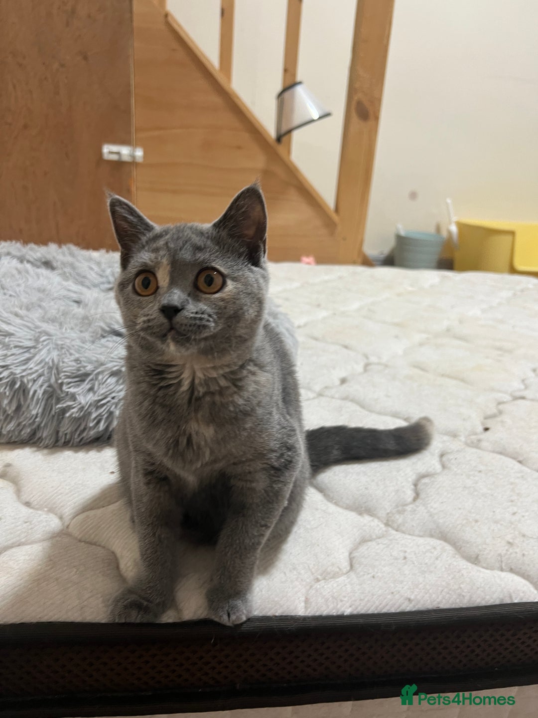 British Shorthair cats for sale: Lovely BSH kittens for sale  - Image 12