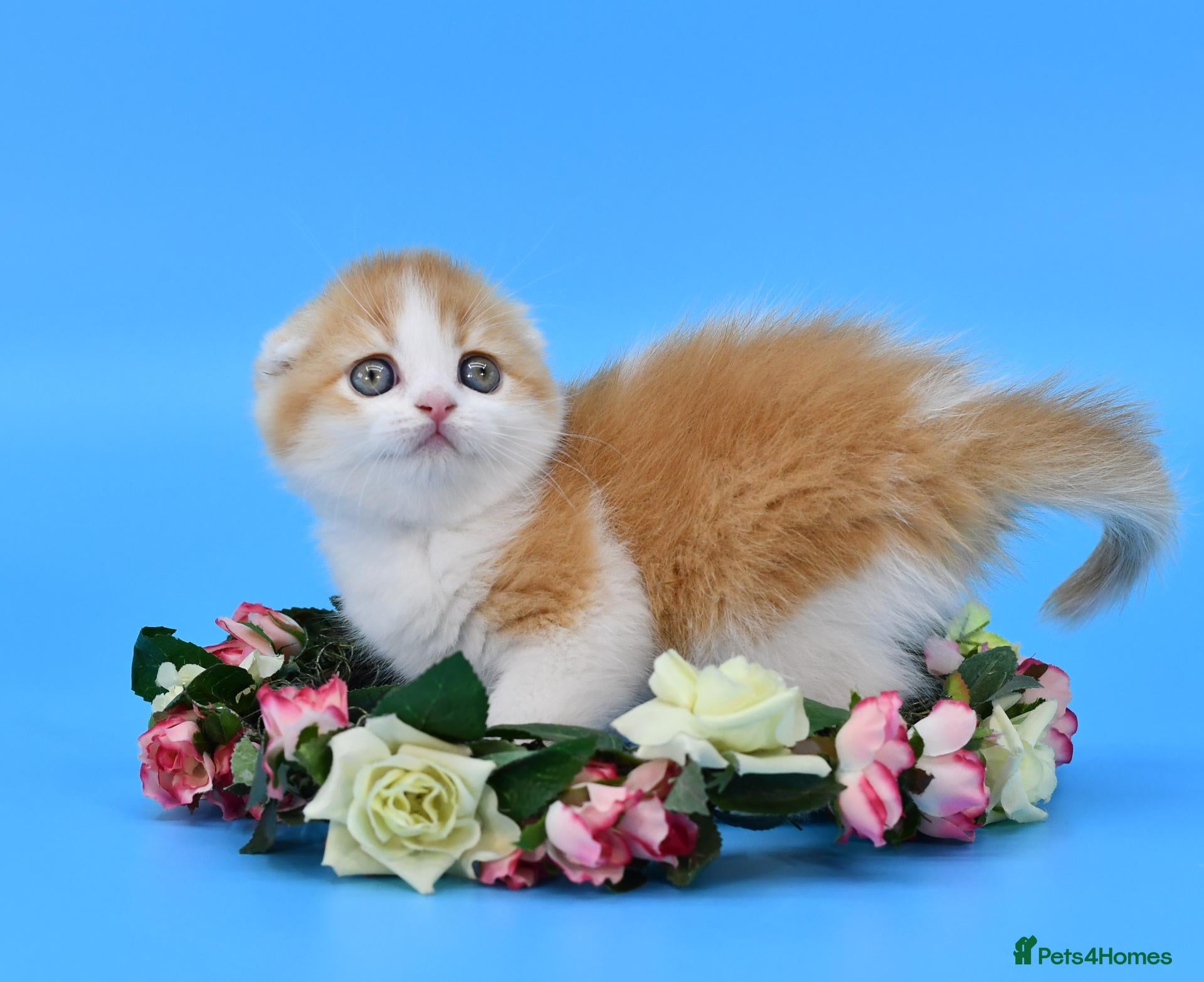 Scottish Fold cats LICENSED CATTERY PURE BREED TOP QUALITY KITTENS - Advert 16