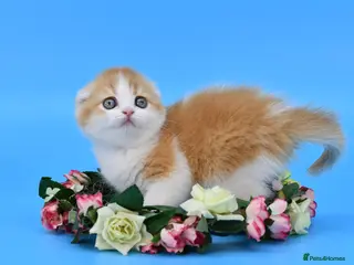 Scottish Fold cats LICENSED CATTERY PURE BREED TOP QUALITY KITTENS - Advert 16