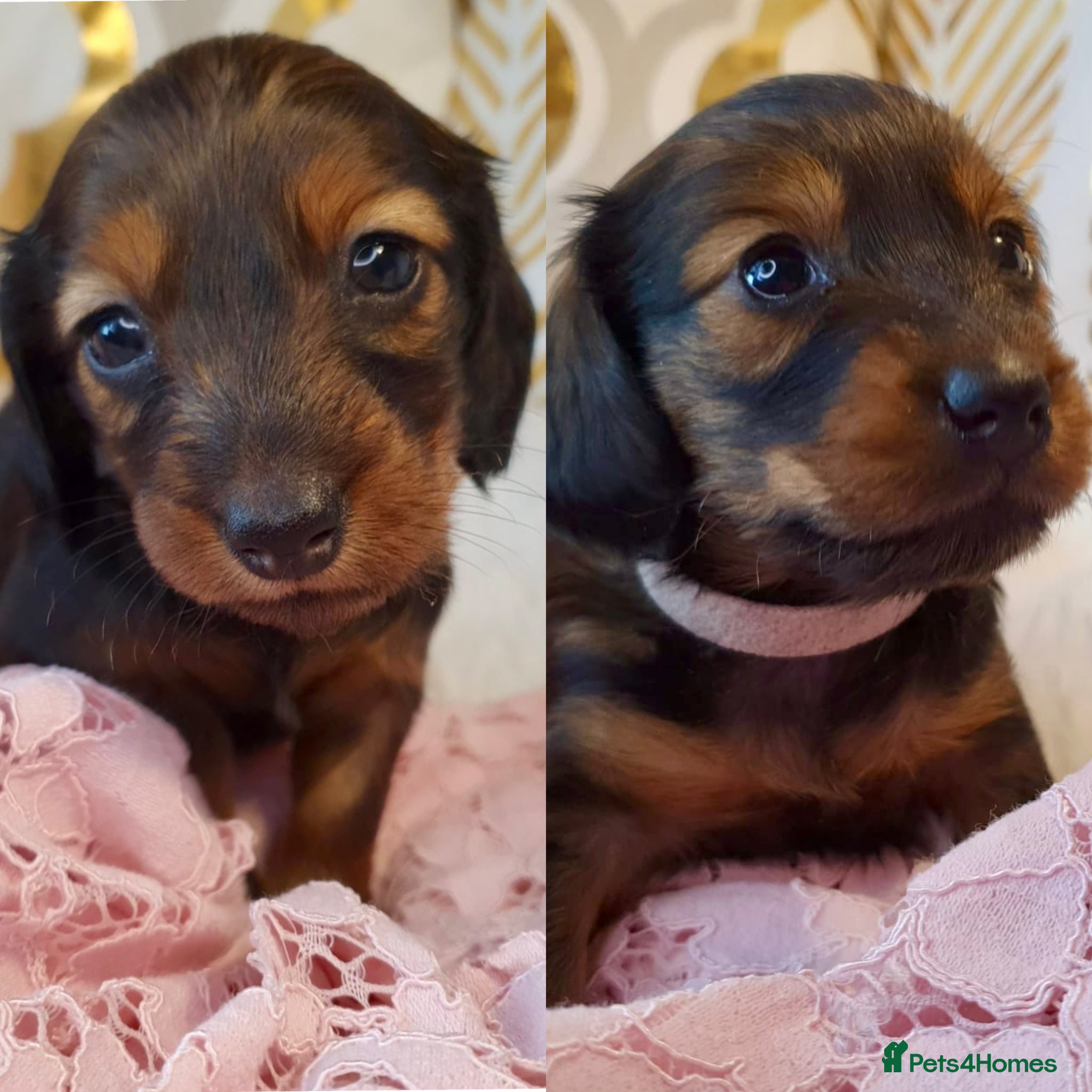 Miniature Dachshund dogs Miniature Dachshund Longhaired Puppies for Sale 🐶 - Advert 1