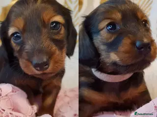 Miniature Dachshund dogs Miniature Dachshund Longhaired Puppies for Sale 🐶 - Advert 1