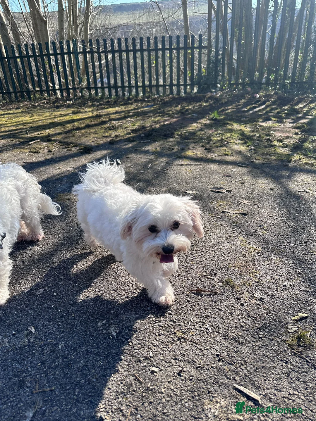 Bichon Frise dogs for sale: Bichon Maltese - Advert 8