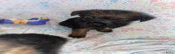 Border Terrier dogs for sale: 4 beautiful border terrier boys left  - Advert 32