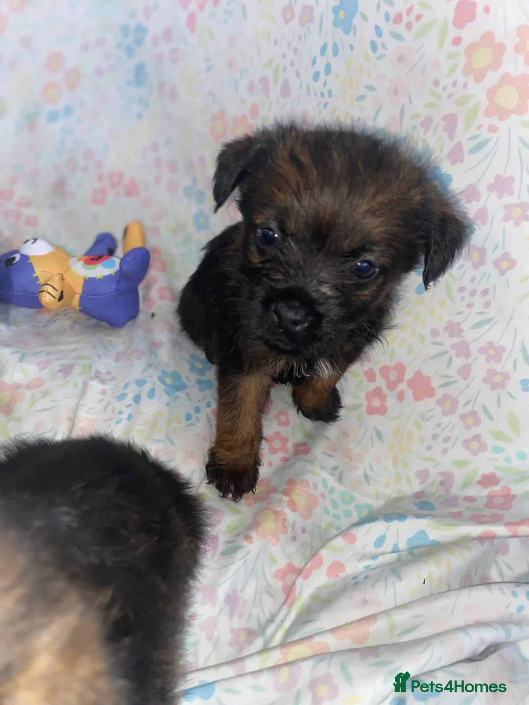 Border Terrier dogs for sale: 4 beautiful border terrier boys left  - Advert 32