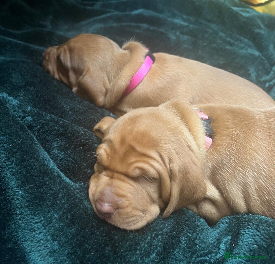 Hungarian Vizsla dogs for sale: 1CHUNKY DEEP RED HUNGARIAN VIZSLA GIRL PUPPY LEFT - Image 10