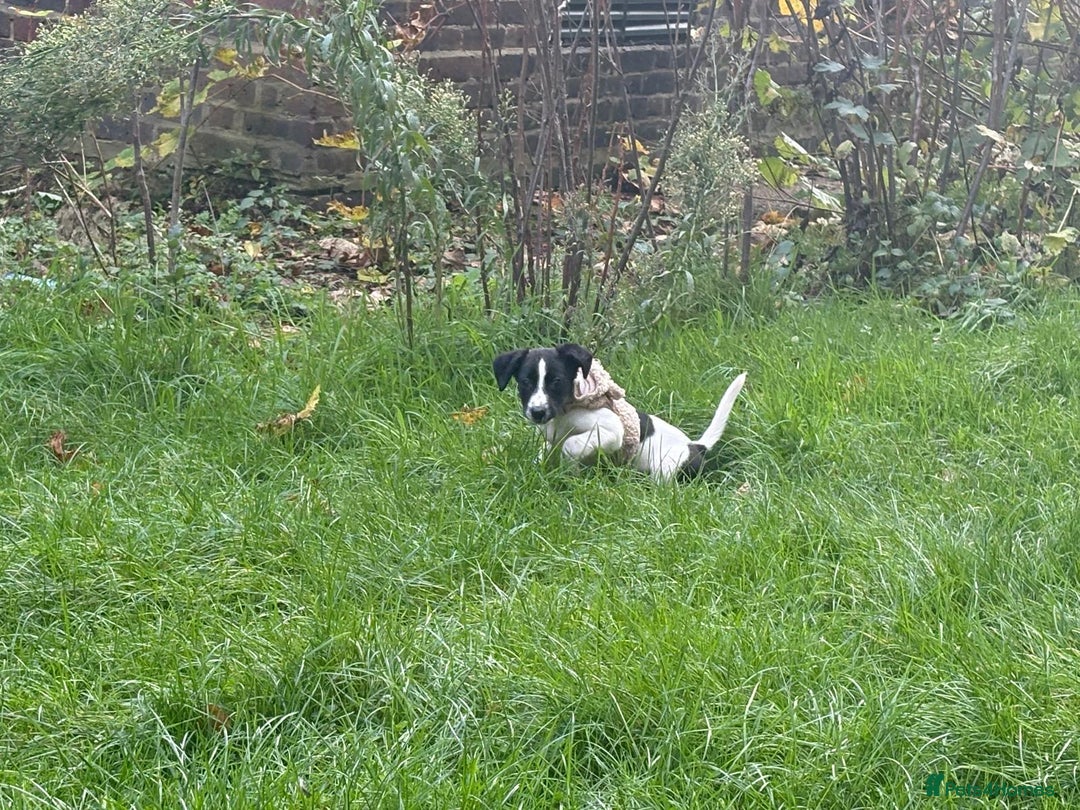 Mixed Breed dogs for sale: Puppy for sale  - Advert 1