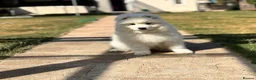 Samoyed dogs for sale: Only one girl left.  - Advert 22