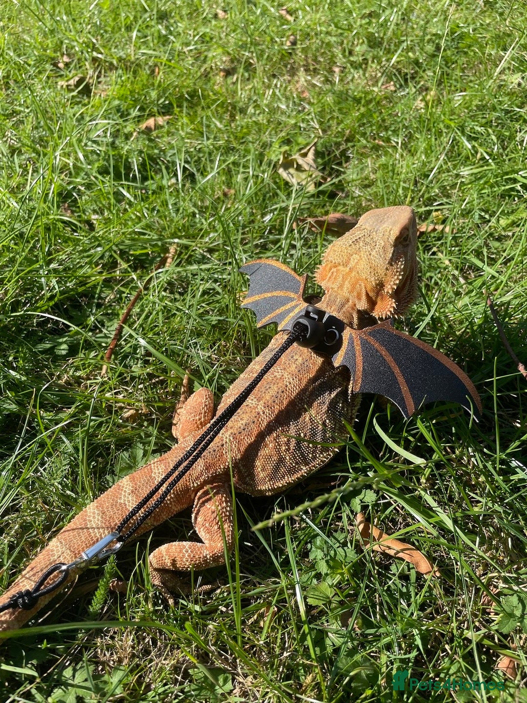 Bearded Dragon reptiles for sale: Bearded Dragon for Sale 🦎 - Image 1