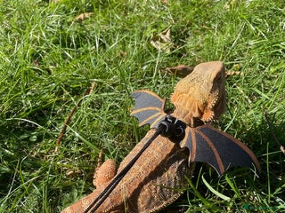 Bearded Dragon reptiles - Advert 8