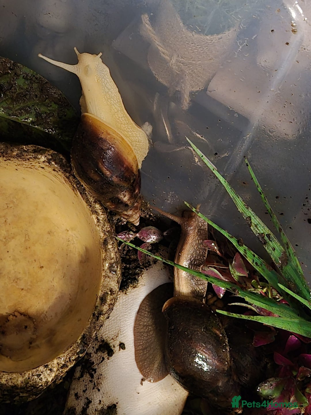 Snails invertebrates for sale: Giant African Land Snails  - Advert 2