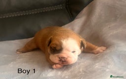 English Bulldog dogs for sale: Kc reg English bulldog puppies 🏴󠁧󠁢󠁥󠁮󠁧󠁿 - Image 4