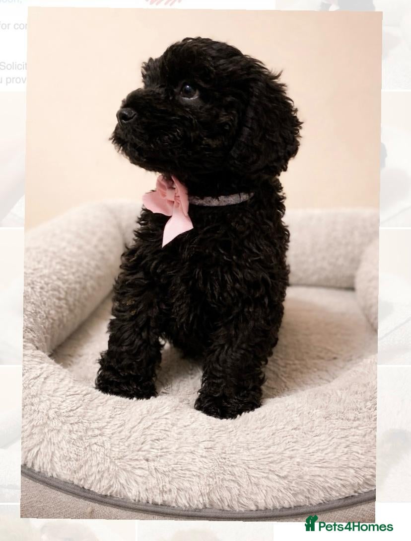 Cockapoo dogs Cockerpoo - Advert 6