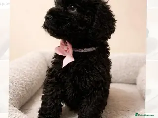 Cockapoo dogs Cockerpoo - Advert 6