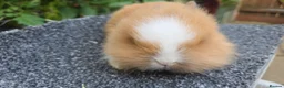 Lionhead rabbits for sale: Lion Head  (Fluffy Blue eyes ) - Advert 7