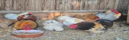Chickens poultry for sale: Mixed colours pekin eggs  - Advert 2