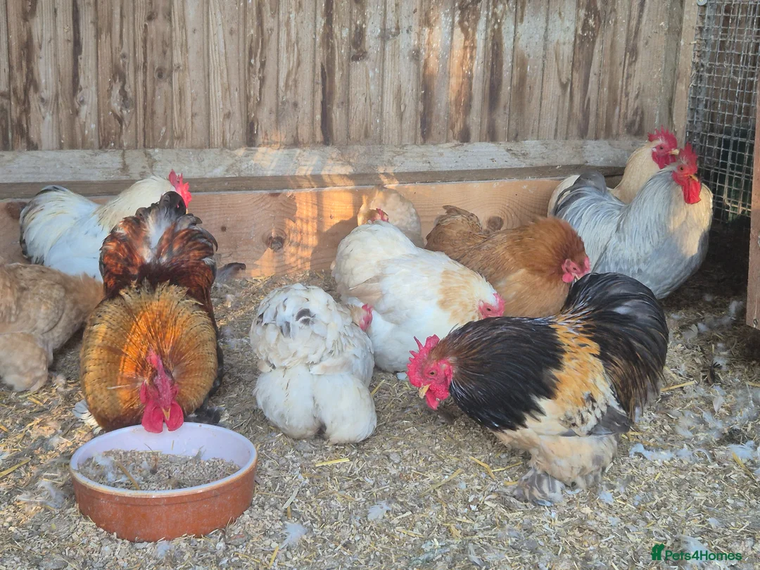 Chickens poultry for sale: Mixed colours pekin eggs  - Advert 2