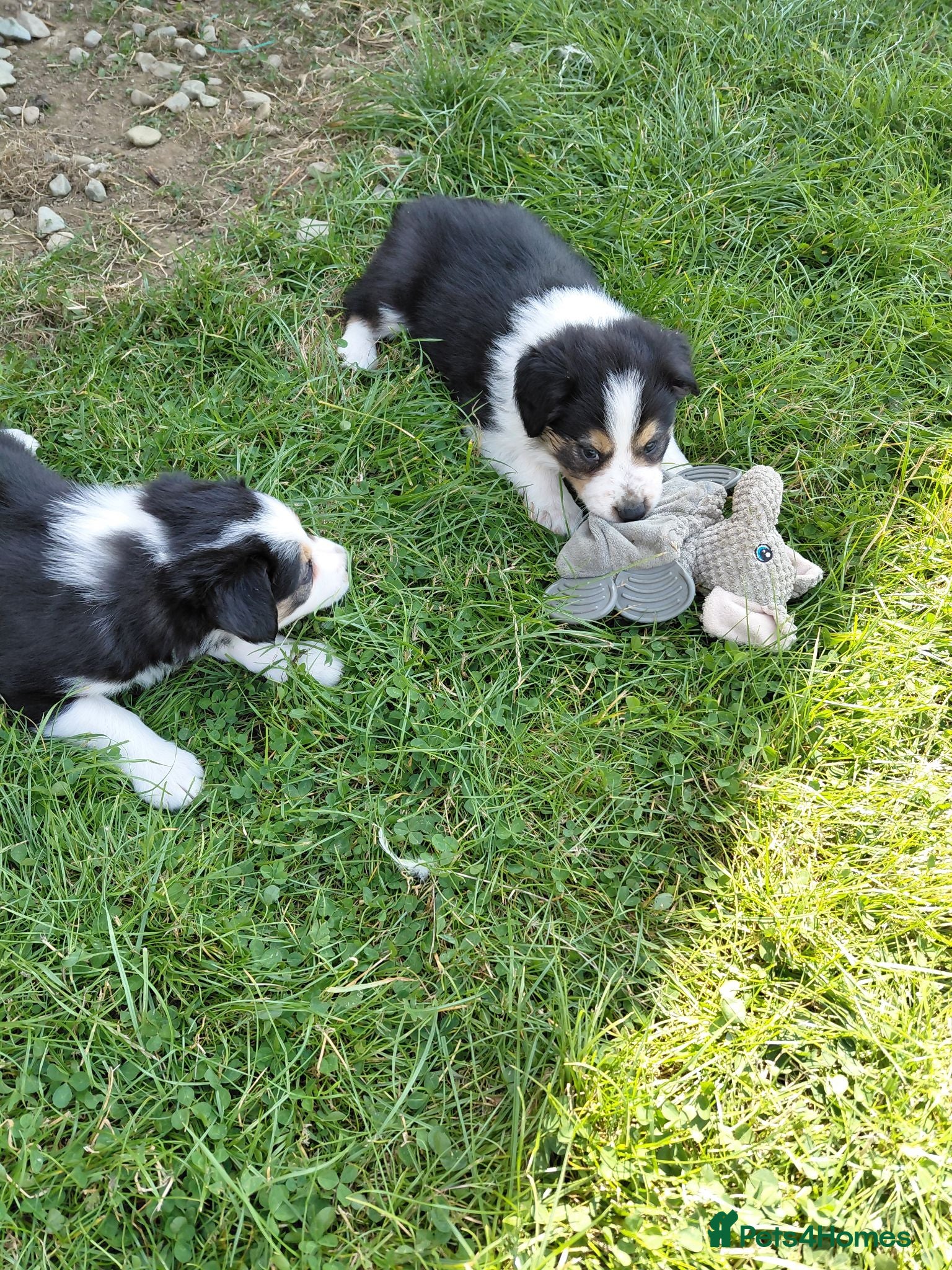Border Collie dogs Quality fram reared border collies  - Advert 2