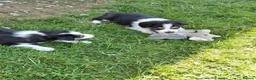 Border Collie dogs for sale: Quality fram reared border collies  - Advert 14