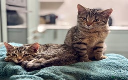 Bengal cats for sale: Incredibly friendly Bengal X Ragdoll - Advert 12