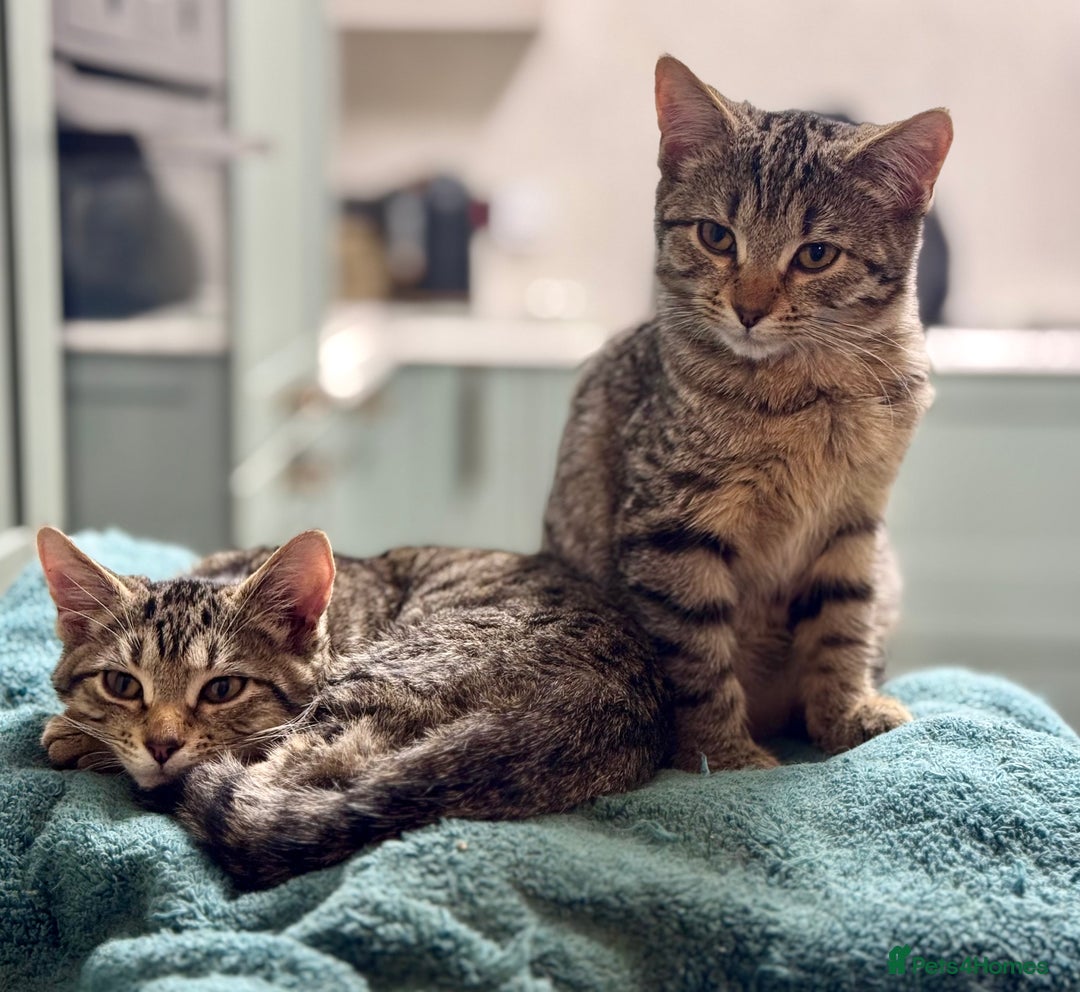 Bengal cats for sale: Incredibly friendly Bengal X Ragdoll - Advert 12