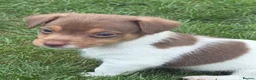 Jack Russell dogs for sale: 🐾 Traditional short legged Jack Russel puppy’s 🐾 - Advert 15