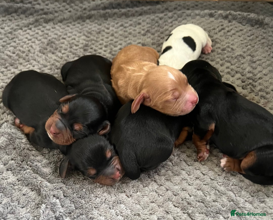 Cocker Spaniel dogs for sale: KC COCKER PUPS TRI BLACK TAN WHITE RED BLUE ROAN - Image 2