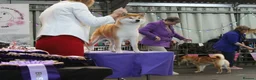 Japanese Shiba Inu dogs for stud: Champion bloodline health tested Shiba Inu (stud) - Advert 17