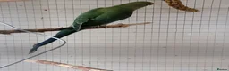 Ringnecks birds for sale: Juveniles ringnecks - Advert 6