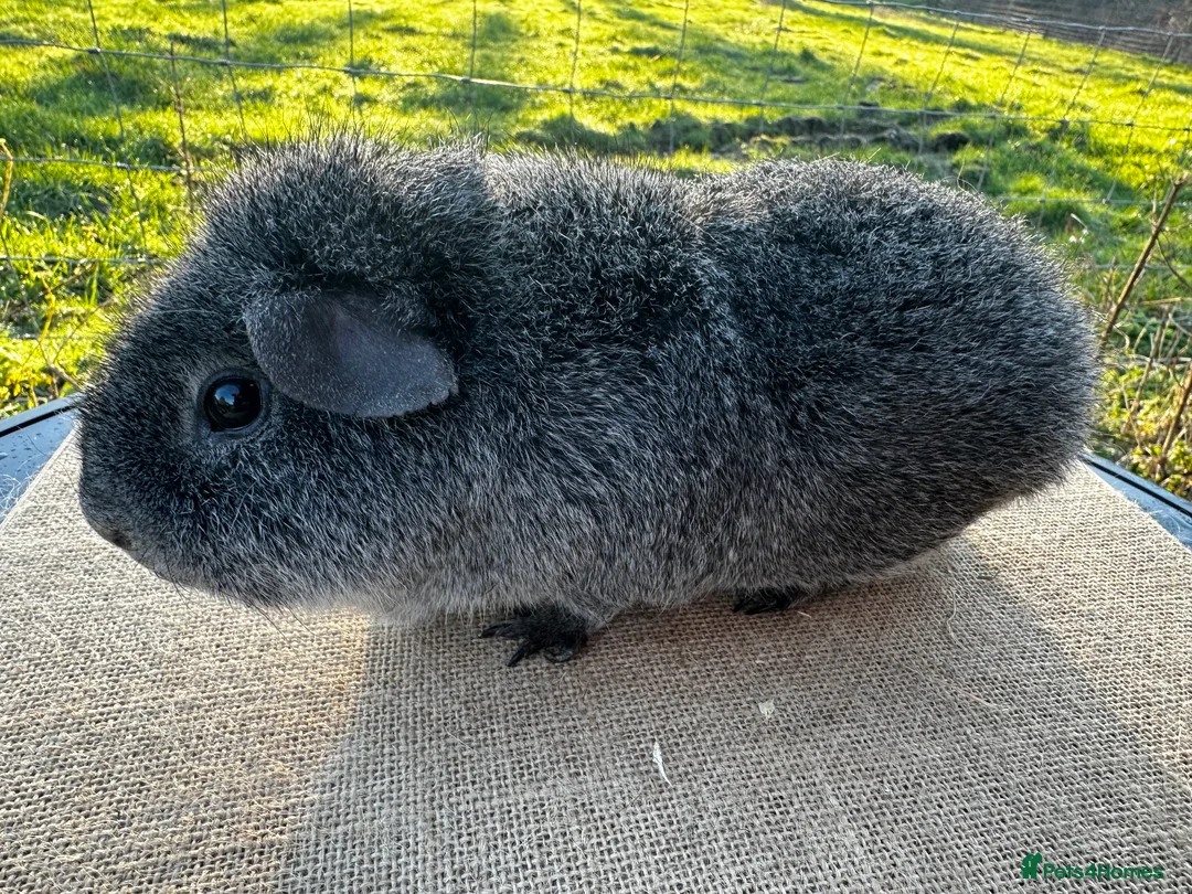 Guinea Pig rodents for sale: Rex Boar  - Advert 2