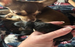 Chihuahua dogs for sale: Beautiful female Chihuahua - Advert 1