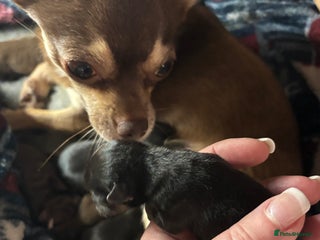 Chihuahua dogs Beautiful female Chihuahua - Advert 1