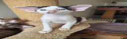 Oriental cats for sale: Pedigree GCCF Oriental Kittens  - Advert 30