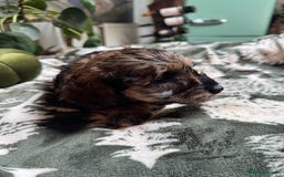 Schnoodle dogs for sale: Miniature Schoodle puppies - Image 9