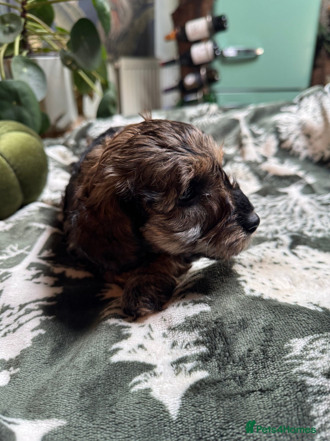 Schnoodle dogs for sale: Miniature Schoodle puppies - Image 9