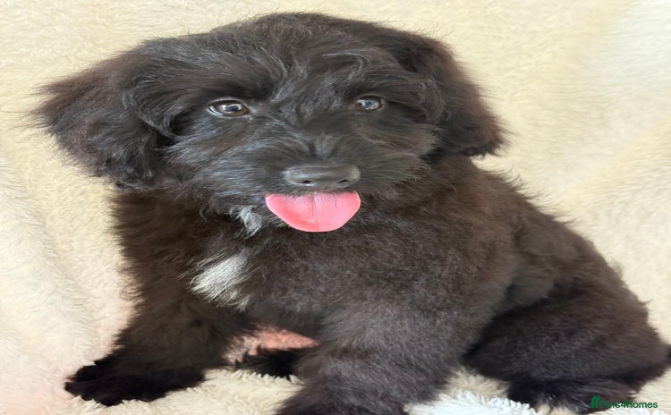 Aussiedoodle dogs - Advert 3