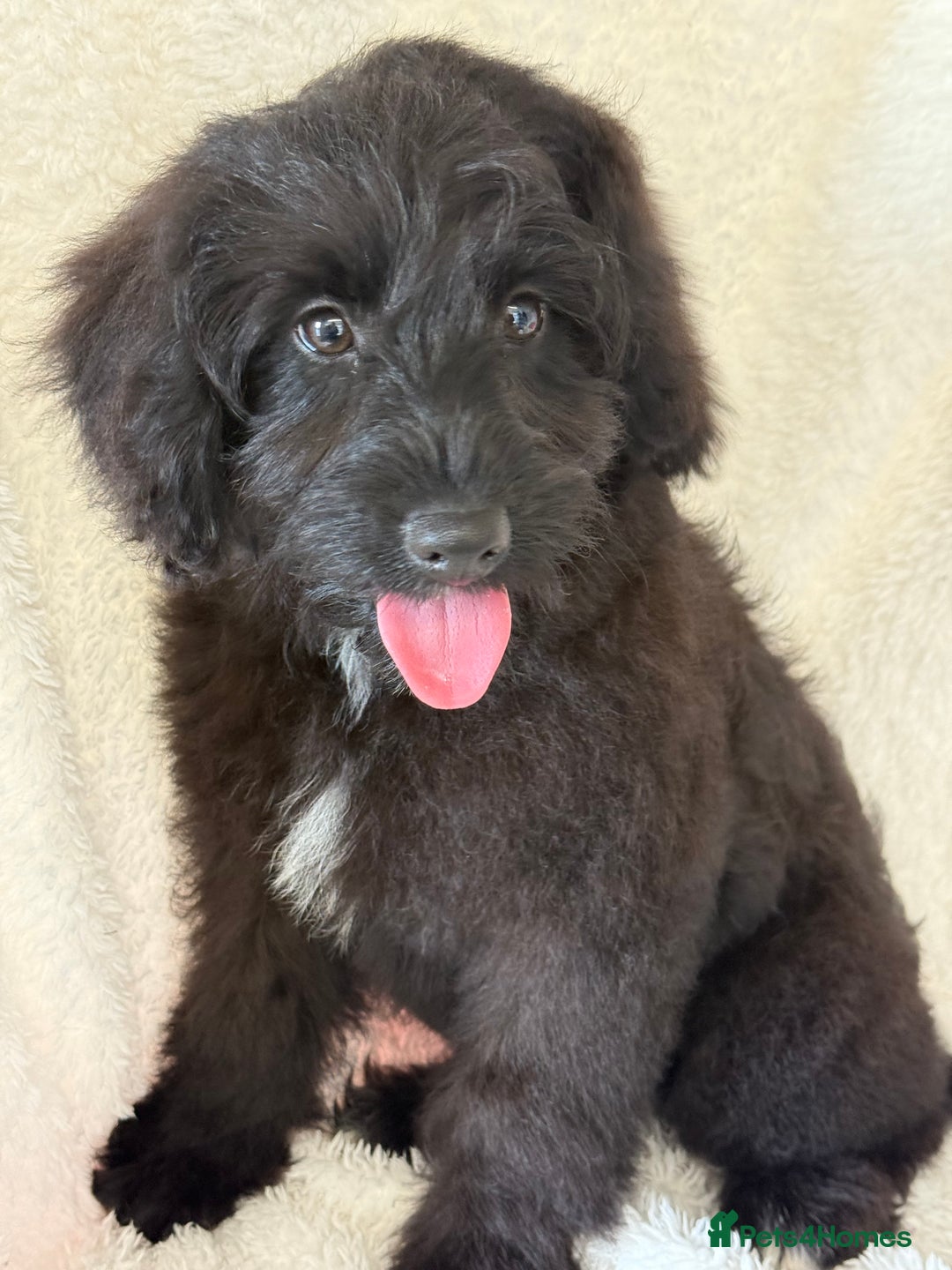 Aussiedoodle dogs for sale: Miniature Aussie Doodles FULLY VACCINATED  - Image 1