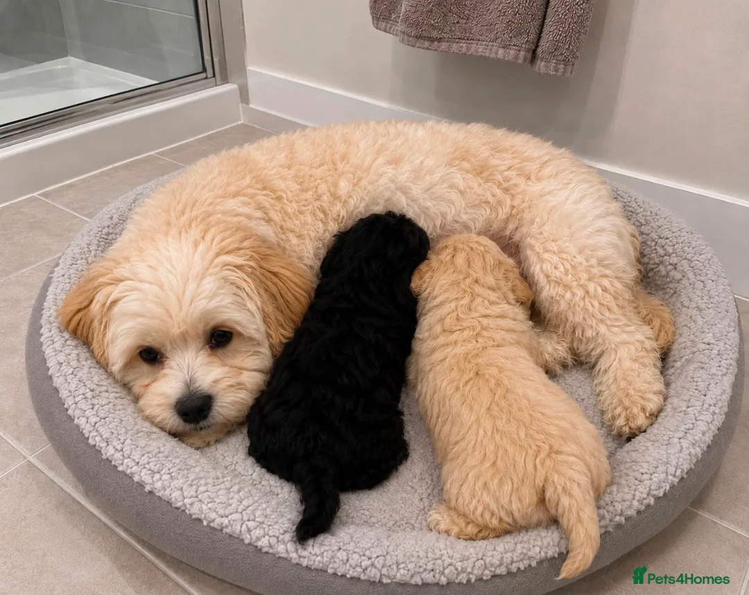 Maltipoo dogs for sale: Maltipoo puppies  in Bromley - Advert 9