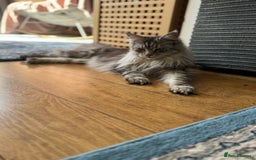 Maine Coon cats for sale: Majestic Purebred Maine Coon Kittens - TICA 🐾 - Advert 1