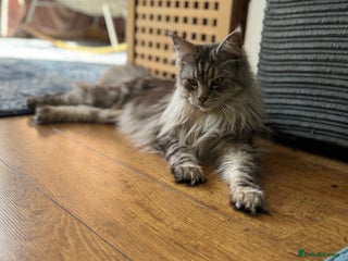 Maine Coon cats Majestic Purebred Maine Coon Kittens - TICA 🐾 - Advert 1