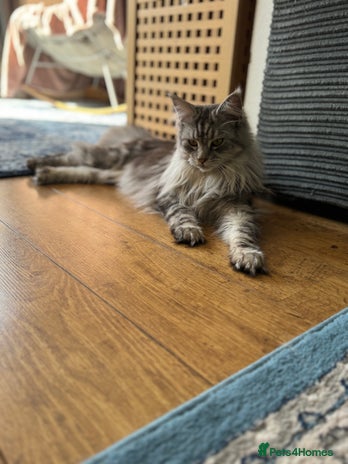 Maine Coon cats Majestic Purebred Maine Coon Kittens - TICA 🐾 - Advert 1