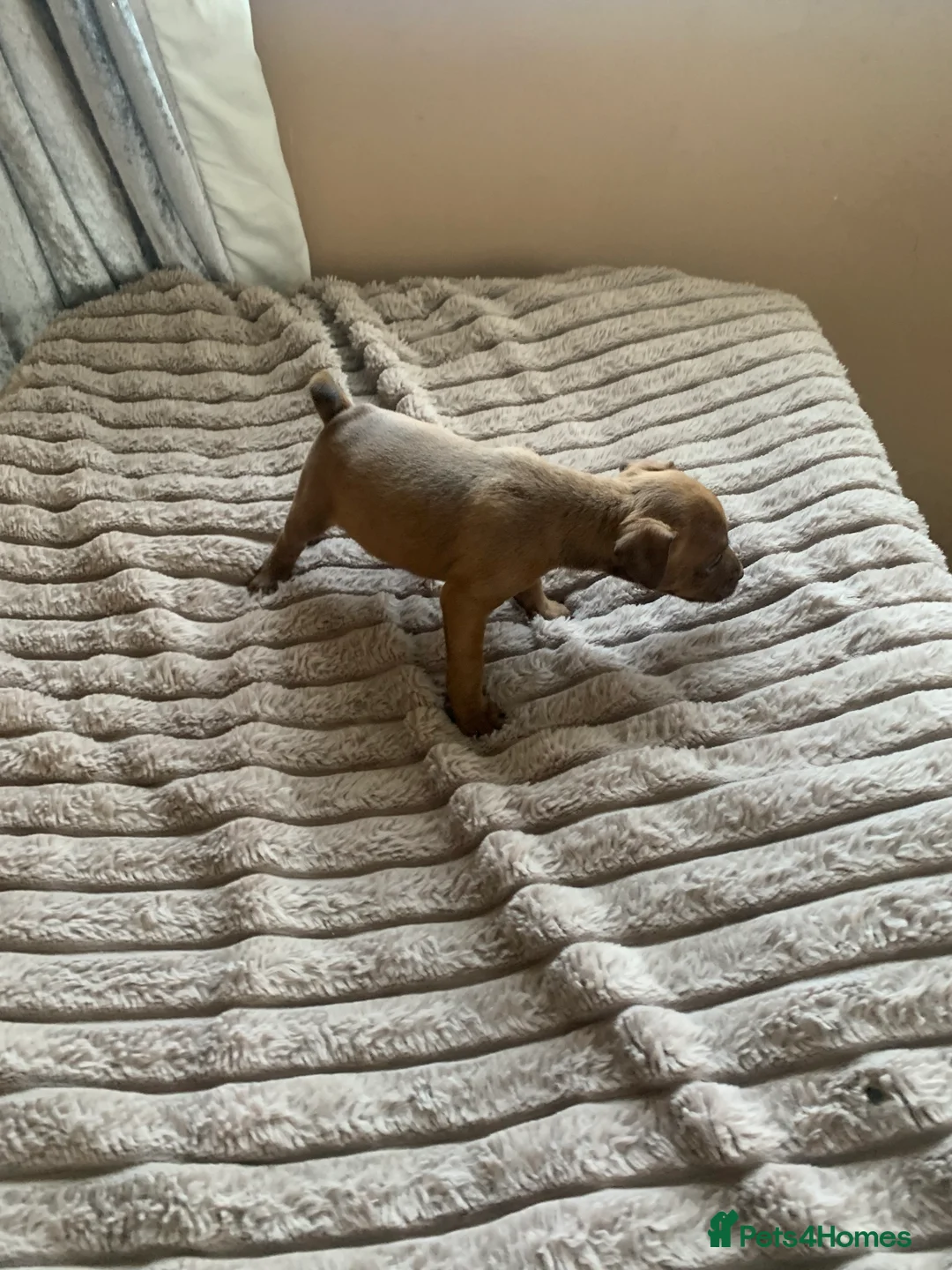Patterdale Terrier dogs for sale: Patterdale terrier pups  - Advert 2