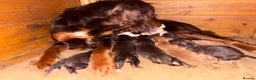 Cocker Spaniel dogs for sale: KC reg 5 Gen FTCH/Argyll warrior descendants  - Advert 5