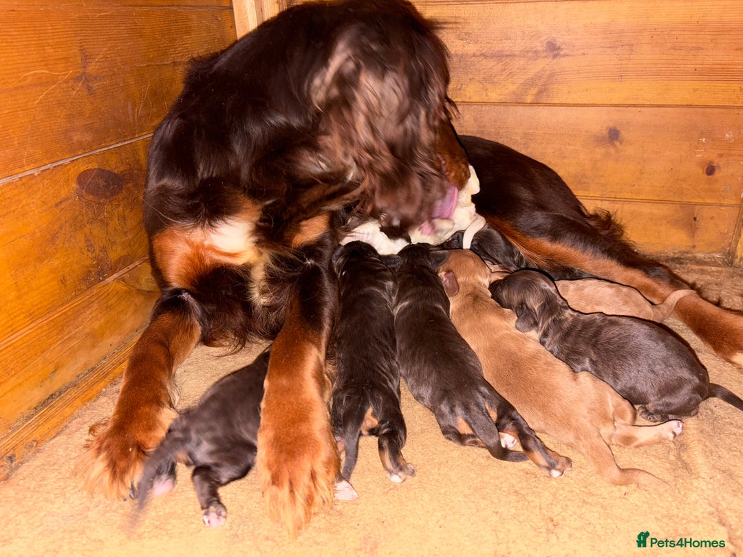 Cocker Spaniel dogs for sale: KC reg 5 Gen FTCH/Argyll warrior descendants  - Advert 5
