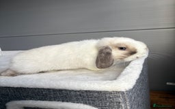 Mini Lop rabbits for sale: Stunning mini lops  - Image 21