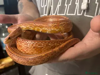 Mixed Breed reptiles Male corn snake for sale (proven breeder) - Advert 3