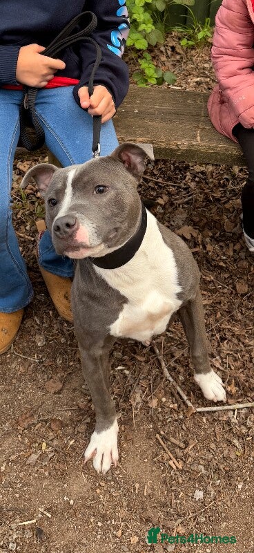 Staffordshire Bull Terrier dogs Beautiful Merle Staffy pups - Advert 1