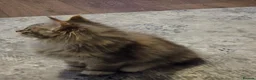 Maine Coon cats for sale: Maine coon kitten - Advert 7