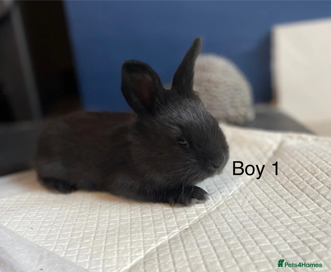 Continental Giant rabbits for sale: Brand new litter pure bred continental giants - Advert 4