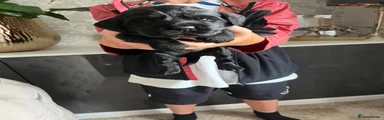 Sprocker 5