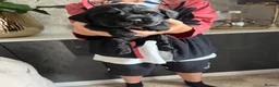 Sprocker dogs for sale: Adorable quality sprocker  puppies  - Advert 14